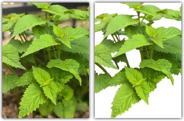 图片[9] | AI离线批量抠图(Excel版)，基于 RMBG 2.0 模型打造 | i3综合社区